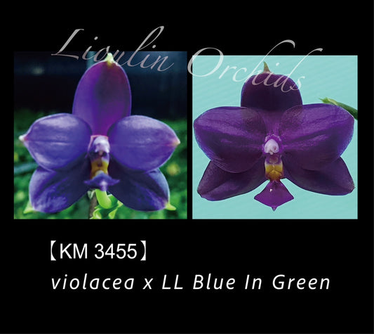 Phal. Violacea "Indigo" x LL Blue in Green {KM3455}