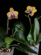 Načíst obrázek do prohlížeče Galerie, Phal. Zheng Min Smaragdine
