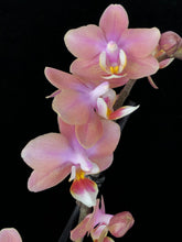 Lade das Bild in den Galerie-Viewer, Phalaenopsis mtf Odorion Parfüm {Süß duftend} Rabatt
