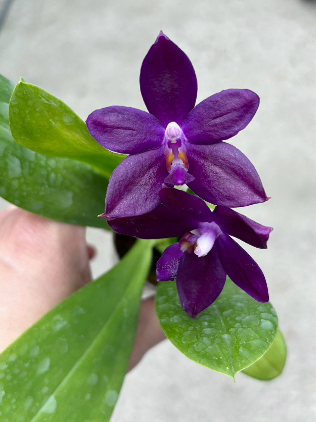 Phal. LPL Secret 3159
