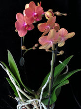 Načíst obrázek do prohlížeče Galerie, Phalaenopsis Multifl. &#39;Paprika&#39; Exclusivo  {může lehounce vonět}
