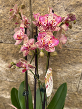 Lade das Bild in den Galerie-Viewer, Phal. Limited No 1638 mutace 2 eyes
