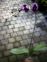 Načíst obrázek do prohlížeče Galerie, Phal. Magic Purple = Dtps Fuller&#39;s (Phal Ever Spring King × OX Black) {5892}
