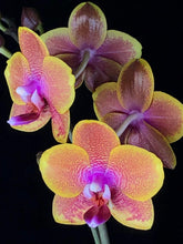 Načíst obrázek do prohlížeče Galerie, Phalaenopsis Sogo Lawrence voňavá
