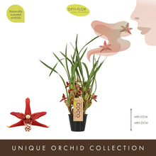 Načíst obrázek do prohlížeče Galerie, Maxillaria  Tenuifolia Malibu Kokosy Orchideje  VONÍ Silně po kokosu vice stvoly
