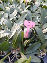 Načíst obrázek do prohlížeče Galerie, Phal. Profar Little Diamond {PF-JC-403}
