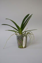Lade das Bild in den Galerie-Viewer, Phallus. Tzu Chiang Saphir 'Tiefviolett'
