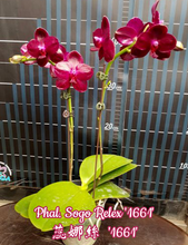 Načíst obrázek do prohlížeče Galerie, Phal.Sogo Relex aroma {9666}
