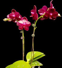 Načíst obrázek do prohlížeče Galerie, Phal.Sogo Relex aroma {9666}
