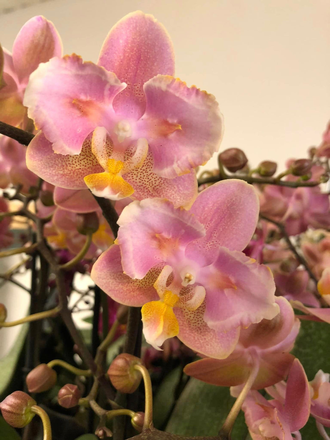 Phalaenopsis mtf. Oriental love - Pelorik - 