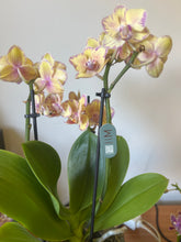 Načíst obrázek do prohlížeče Galerie, Phalaenopsis mtf. Limpopo
