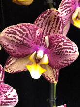 Lade das Bild in den Galerie-Viewer, Phalaenopsis Pinyf
