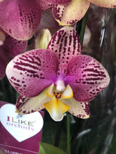 Lade das Bild in den Galerie-Viewer, Phalaenopsis Pinyf
