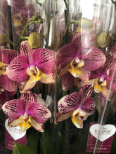 Lade das Bild in den Galerie-Viewer, Phalaenopsis Pinyf
