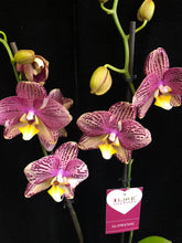 Lade das Bild in den Galerie-Viewer, Phalaenopsis Pinyf
