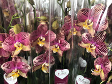 Lade das Bild in den Galerie-Viewer, Phalaenopsis Pinyf
