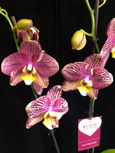 Lade das Bild in den Galerie-Viewer, Phalaenopsis Pinyf
