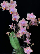 Lade das Bild in den Galerie-Viewer, Phalaenopsis mtf Odorion Parfüm {Süß duftend} Rabatt
