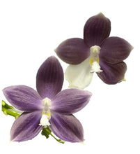 Załaduj obraz do przeglądarki galerii, Phal. speciosa’ Blue’ x sib
