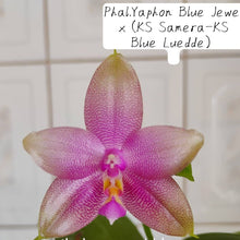 Načíst obrázek do prohlížeče Galerie, Phal. (KS Samera x KS Blue Luedde) x Yaphon Blue Jewel
