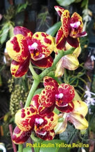 Načíst obrázek do prohlížeče Galerie, Phal. Profar Python {PF- 4888}
