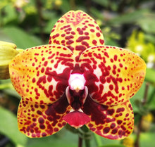 Načíst obrázek do prohlížeče Galerie, Phal. Zheng Min Anaconda mini voňavá {4890}
