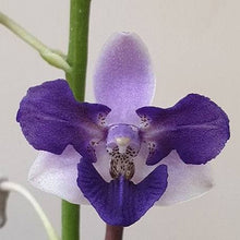 Načíst obrázek do prohlížeče Galerie, Phalaenopsis Memoria Val Rettig (peloric) DOSTUPNÉ V 2. POLOVINĚ DUBNA!!!
