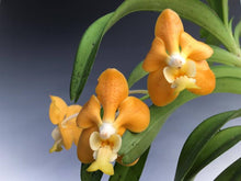 Načíst obrázek do prohlížeče Galerie, Vanda denisoniana &#39;orange&#39; × sib Voňavá DOSTUPNÉ V 2. POLOVINĚ DUBNA!!!
