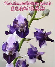 Načíst obrázek do prohlížeče Galerie, Phalaenopsis Memoria Val Rettig (peloric) DOSTUPNÉ V 2. POLOVINĚ DUBNA!!!
