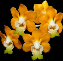 Načíst obrázek do prohlížeče Galerie, Vanda denisoniana &#39;orange&#39; × sib Voňavá DOSTUPNÉ V 2. POLOVINĚ DUBNA!!!

