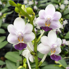 Načíst obrázek do prohlížeče Galerie, Phalaenopsis Su&#39;s Glad Kid aroma
