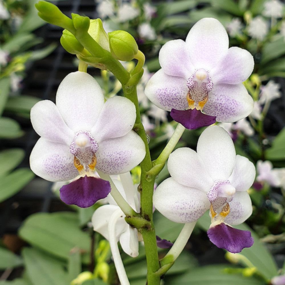 Phalaenopsis Su's Glad Kid aroma