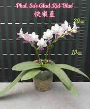 Načíst obrázek do prohlížeče Galerie, Phalaenopsis Su&#39;s Glad Kid aroma
