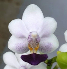 Načíst obrázek do prohlížeče Galerie, Phalaenopsis Su&#39;s Glad Kid aroma
