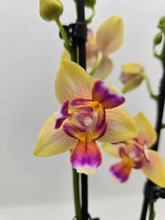 Lade das Bild in den Galerie-Viewer, Phalaenopsis I-Hsin Venus Peloric / Phalaenopsis Spunky - RABATT!
