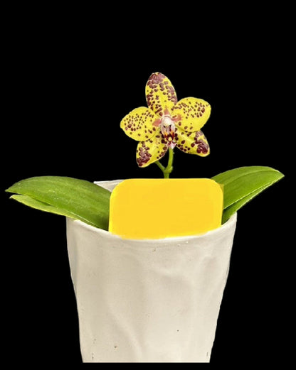 Phalaenopsis N75246 Novinka