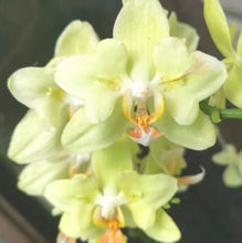 Načíst obrázek do prohlížeče Galerie, Phal.Green apple Peloric

