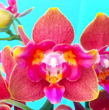 Načíst obrázek do prohlížeče Galerie, Phal. Orange Queen 3 eyes voňavá {5023-3}
