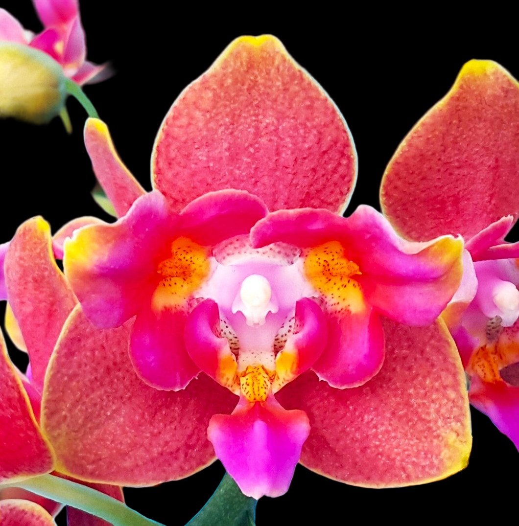 Phal. Orange Queen 3 eyes voňavá {5023-3}