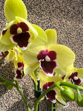 Lade das Bild in den Galerie-Viewer, Phalaenopsis Limited G25
