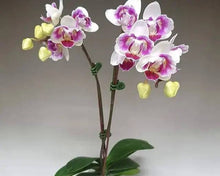 Načíst obrázek do prohlížeče Galerie, Phal. Little Happy Gem {5027}
