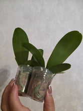 Načíst obrázek do prohlížeče Galerie, Phalaenopsis proffer golden orange {PF 26076}
