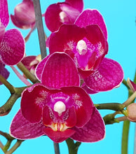 Načíst obrázek do prohlížeče Galerie, Phal. Profar Ruby {5038}
