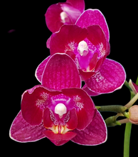 Načíst obrázek do prohlížeče Galerie, Phal. Profar Ruby {5038}
