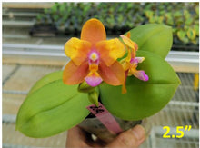 Načíst obrázek do prohlížeče Galerie, Phal. Magic Fall
