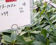 Načíst obrázek do prohlížeče Galerie, Phal. I-Hsin Venus Es (Profar Julie) - VONÍCÍ {PF5082}
