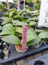 Načíst obrázek do prohlížeče Galerie, Phal. Profar Baby Face 3 eyes {5086} VONÍCÍ
