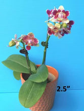 Načíst obrázek do prohlížeče Galerie, Phal. Chanti PF 5093
