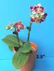 Phal. Chanti PF 5093