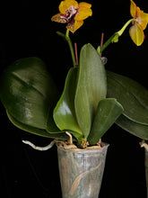 Načíst obrázek do prohlížeče Galerie, Phal. Zheng Min Smaragdine
